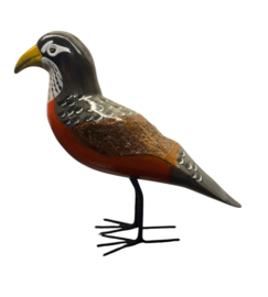 American Robin XXL