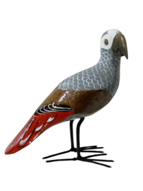 Grey Parrot XXL