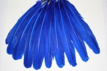 Kalkoenveer blauw