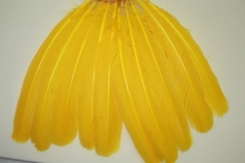 Kalkoenveer geel