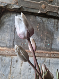 Kunsttulpen bosje grijs