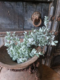 Lonicera bush grey kunsttak