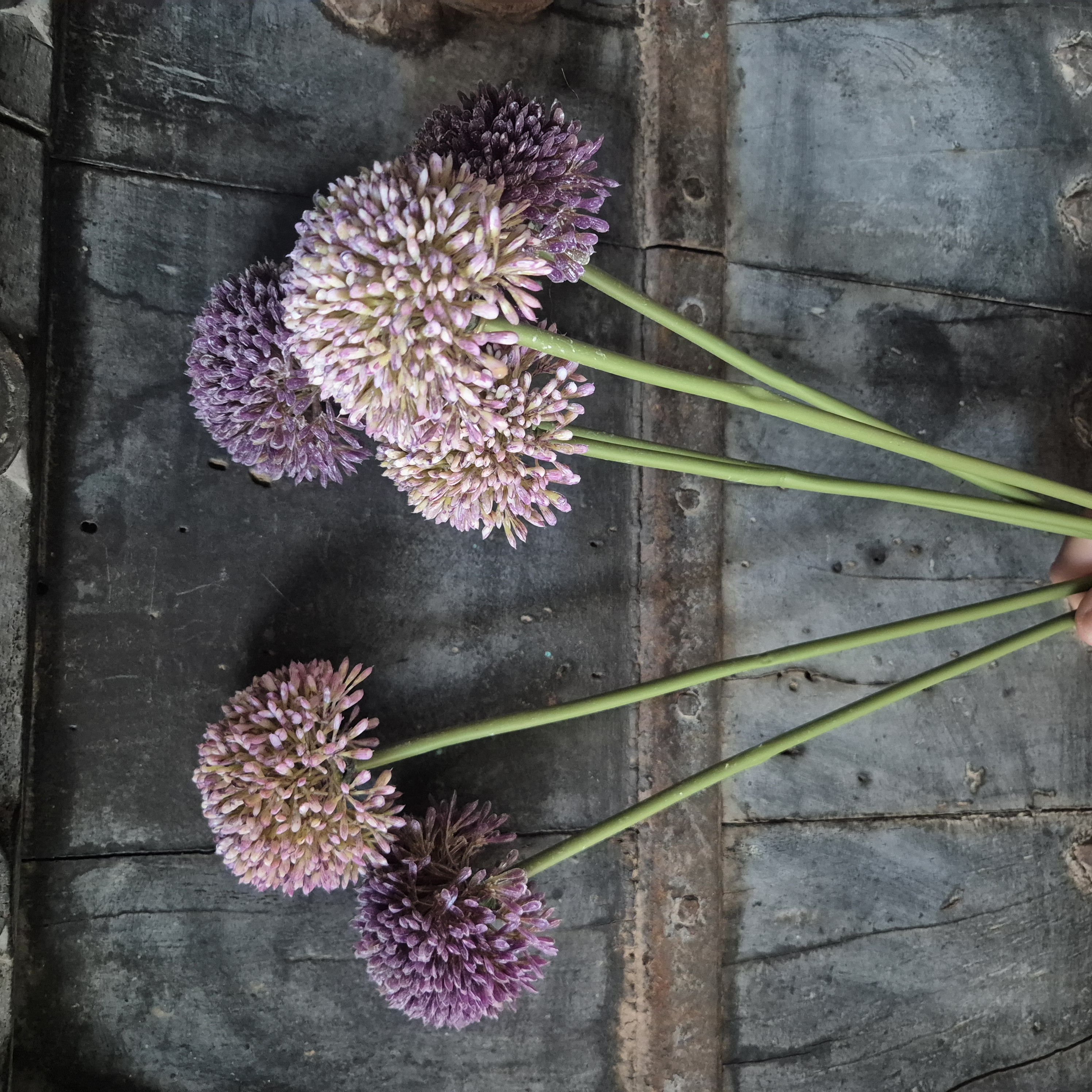 Allium kunsttak violet