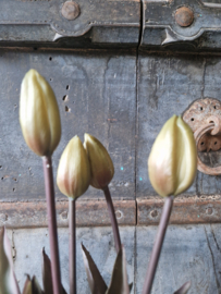 Kunsttulpen bosje groen (knop)