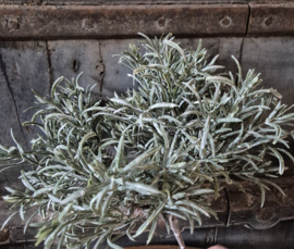 Podocarpus kunsttak / bosje