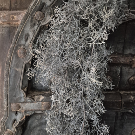 Tillandsia kunsthanger