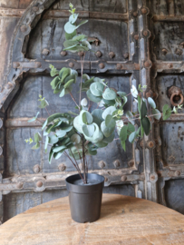 Eucalyptus kunstboom