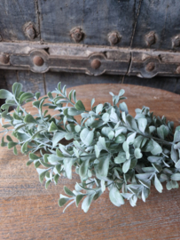 Lonicera bush grey kunsttak