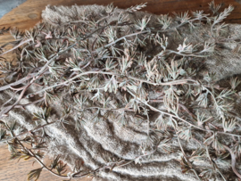 Mini pine kunsthanger