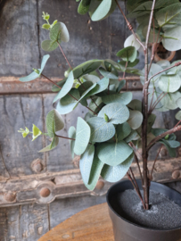 Eucalyptus kunstboom