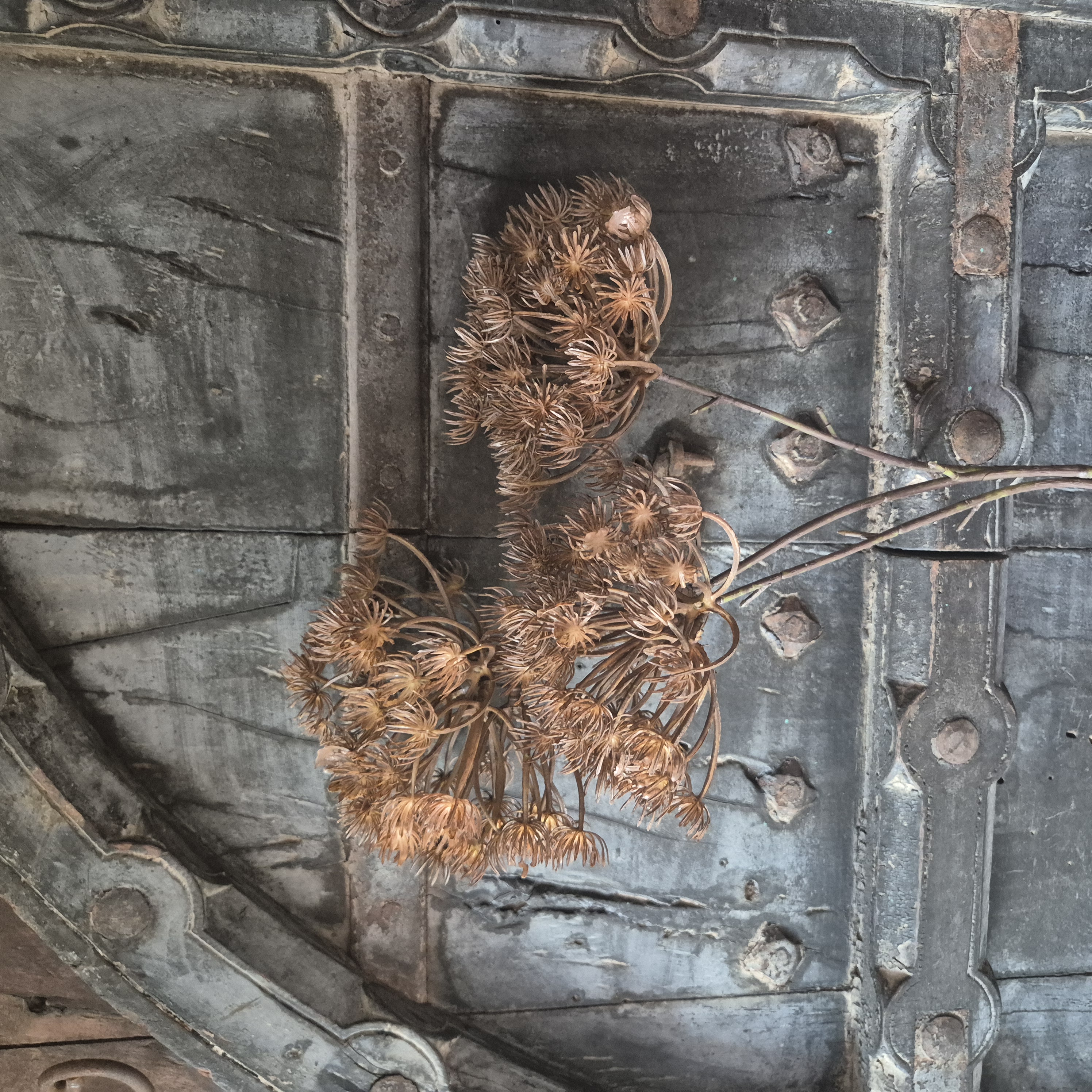 Kunsttak Berenklauw
