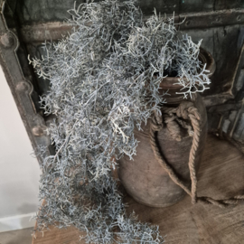 Tillandsia kunsthanger