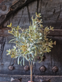 Sedum kunsttak