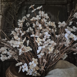 Kunsttak Cardamine / Veldkers