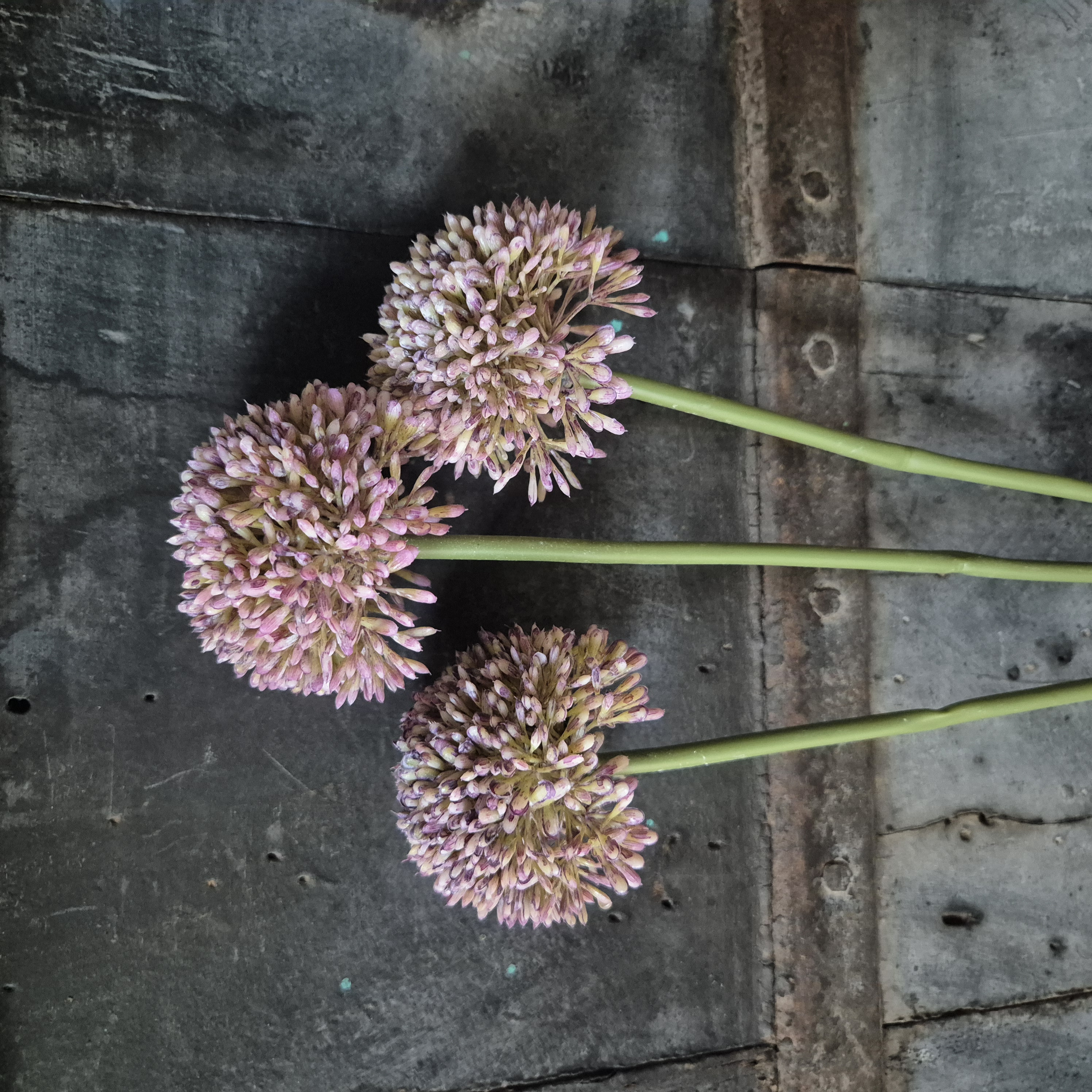Allium kunsttak lila