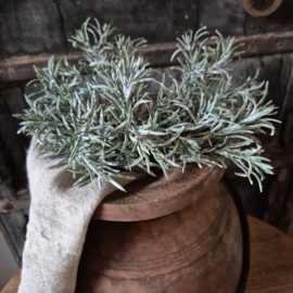 Podocarpus kunsttak / bosje
