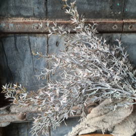 Juniperus grey kunsttak