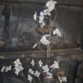 Kunsttak Cardamine / Veldkers