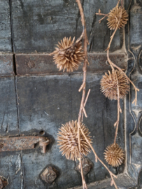 Globe thistle spray brown kunsthanger