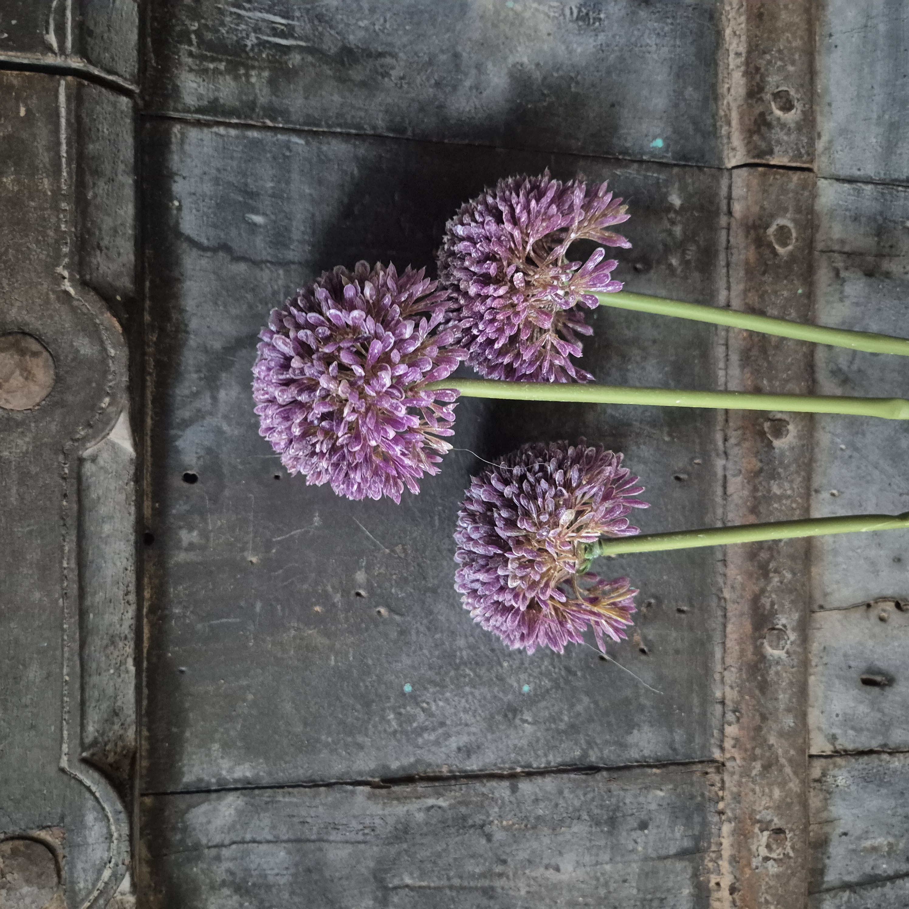 Allium kunsttak violet
