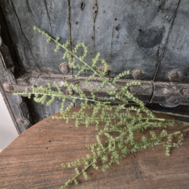 Asparagus kunsttak