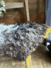 Vacht gekruld bergschaap