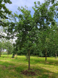Bijdrage nieuwe fruitbomen Pulderbos