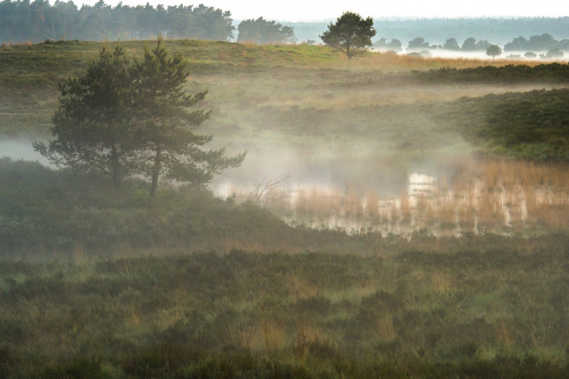 Fine Art - Heide met mist