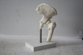 Anatomisch model van een heup - Voltaren Geigy