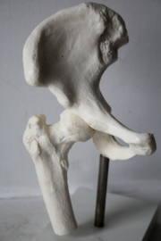 Anatomisch model van een heup - Voltaren Geigy
