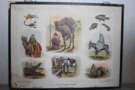 Schoolplaat - Bijbelsche platen - Uit de dierenwereld 19e eeuw