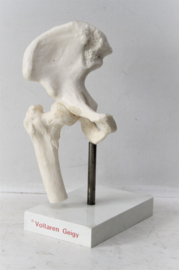 Anatomisch model van een heup - Voltaren Geigy