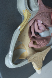 Somso / Dedex - Anatomisch model van de menselijke kaak