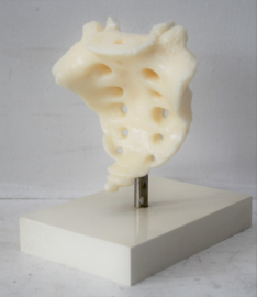 Anatomisch model van het staartbeen en heiligbeen - Voltaren Geigy