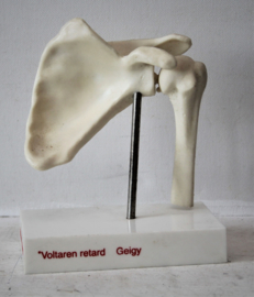 Anatomisch model van een schouder - Voltaren retard Geigy