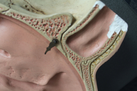 Somso / Dedex - Anatomisch model van de menselijke kaak