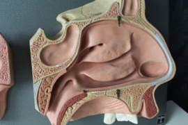 Somso / Dedex - Anatomisch model van de menselijke kaak