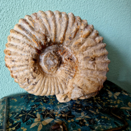 Ammoniet Acanthoceras Marokko nr 2