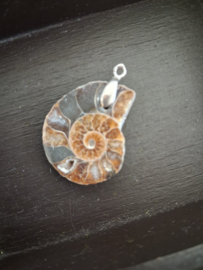 Ammoniet hanger nr 2