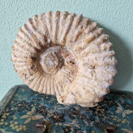 Ammoniet Acanthoceras Marokko nr 2