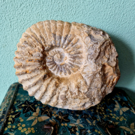 Ammoniet Acanthoceras Marokko nr 1