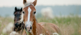 Voedingsadvies Kort Traject (2 maanden)