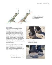 Hoefkatrolontsteking begrijpen, behandelen, voorkomen  - Remco Sikkel (2019)