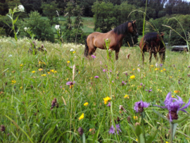 Paardengeluk zadenmengsel voor een bloemrijke weide | Cruydt-Hoeck