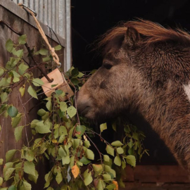 Verrijking voor je paard