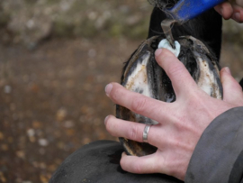 Unique-horn Silver Hoof Stics (bij te diepe middelste straalgroeve)