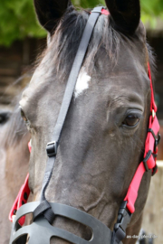 AS das Pferd im Blick Graasmasker Neusriem