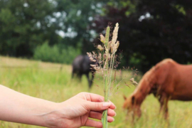 Horse en Habitat grasmengsel voor droge paardenweiden