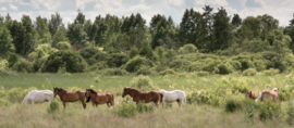 Natuurlijke paardenvoeding, wat is dat?