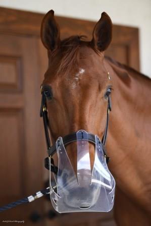 Thinline flexible Filly Graasmasker